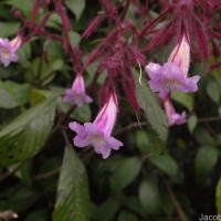 Strobilanthes pulcherrima T.Anderson